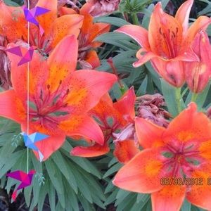 Meet your Posher, Karen